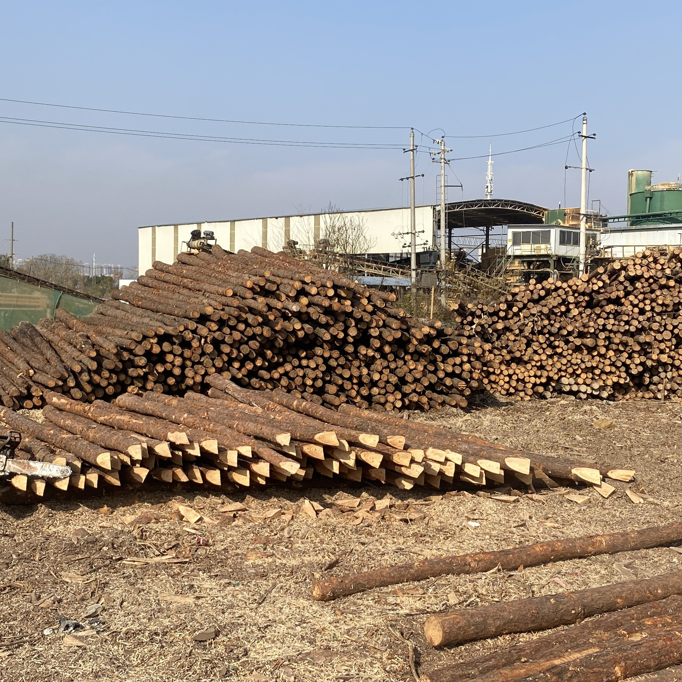 松木樁廠家泓樺錦嘉 - 原木松木樁用于圍堰工程需要削尖樁頭嗎？?